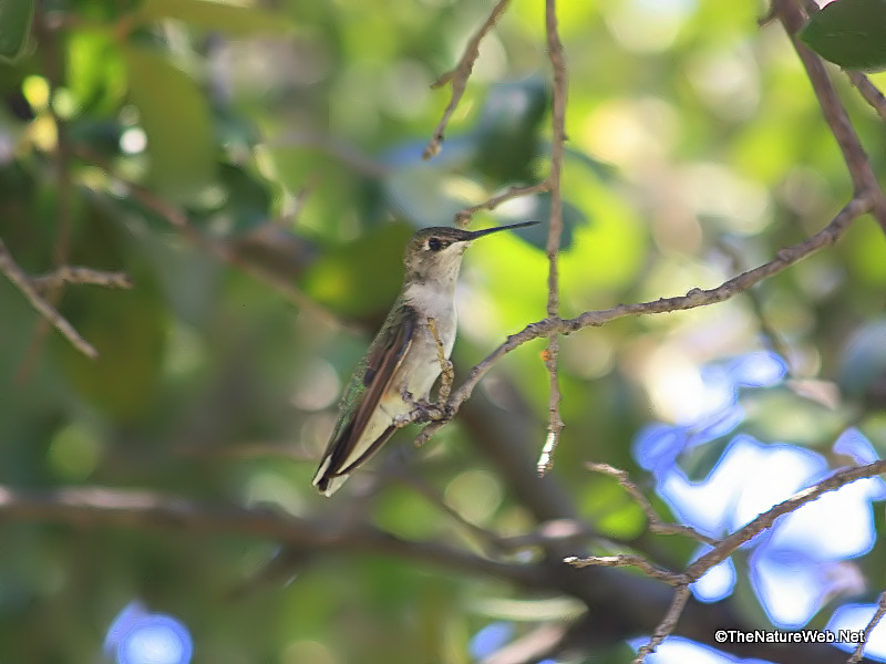 Black-chinned Hummingbird